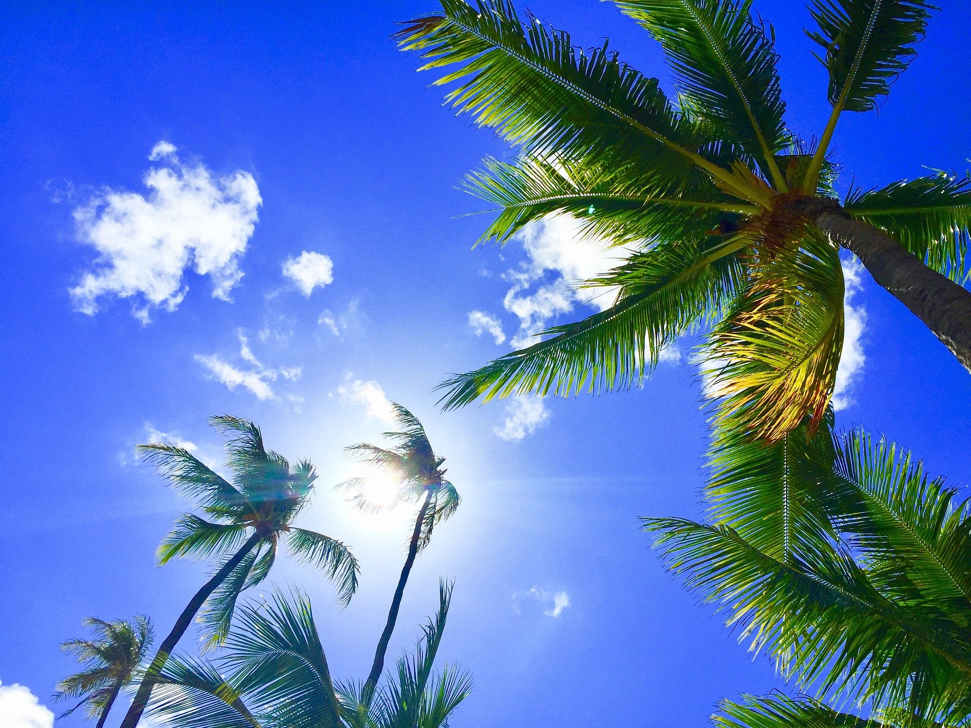 Aloha Palm Tree Blue Sky