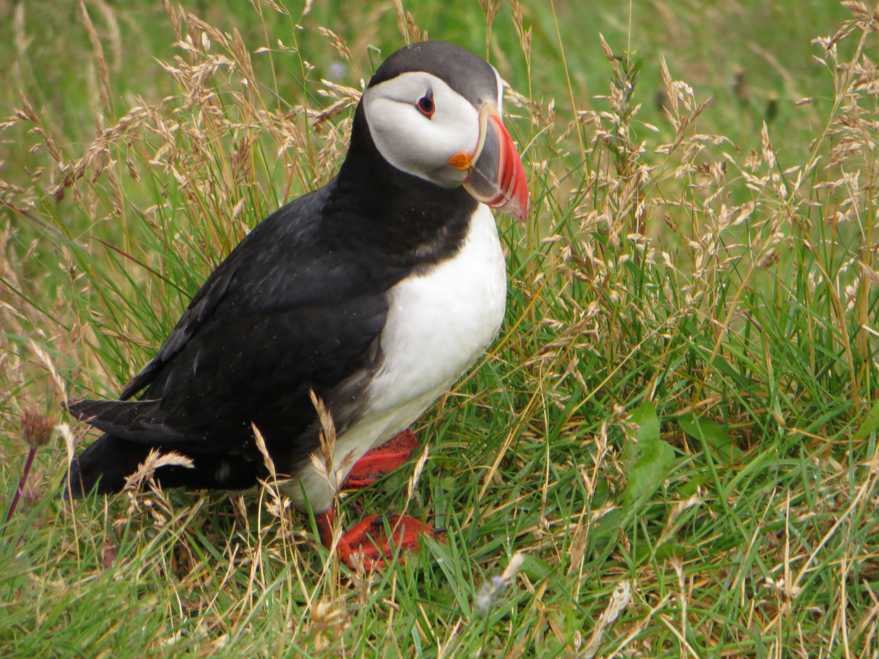 Puffin